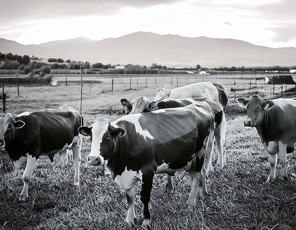 China y la Carne Argentina: Estrategia Comercial o Protección Local?